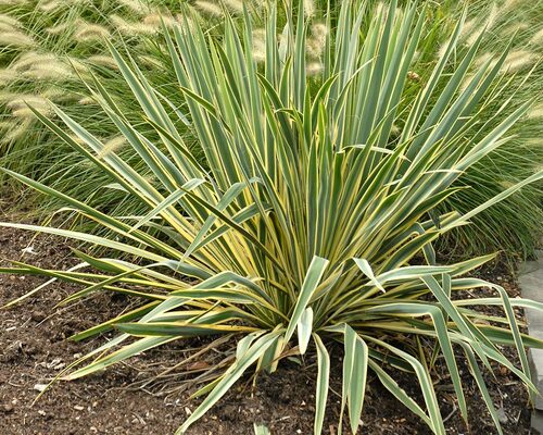 Yucca Bright Edge | Bluestone Perennials